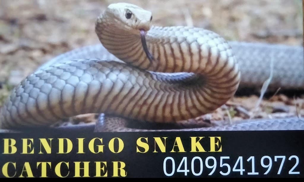 Bendigo Snake Catcher