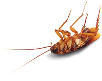 Pest Off Solutions Pest Control Cairns