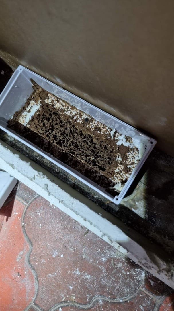 AusWide Pest Control
