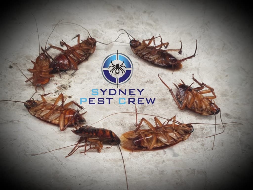 Sydney Pest Crew
