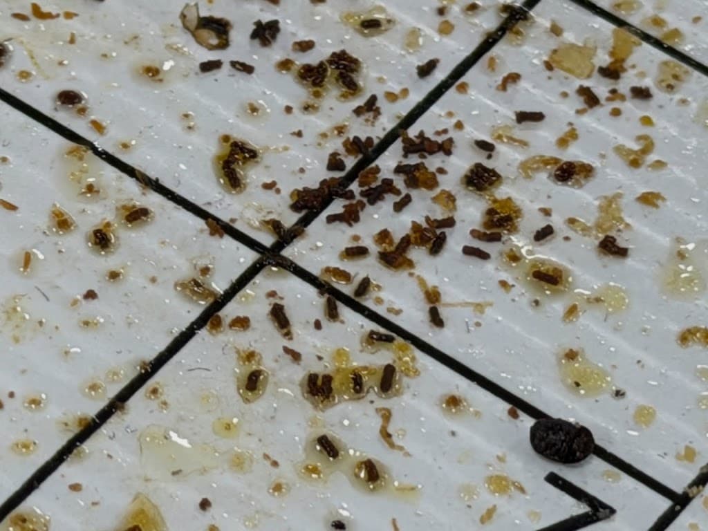 House Care Pest Control