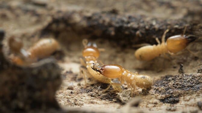 Allbugs Termite Management Services