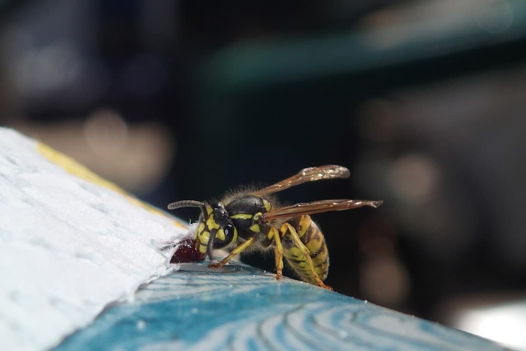 Bendigo Pest & Termite Specialists