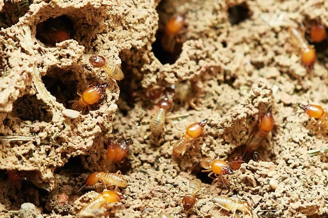 Zero Termite & Pest