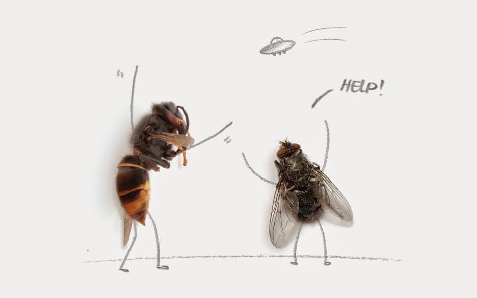 Competitive Pest Services