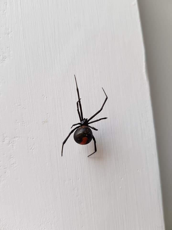 Quality Pest Control Melbourne