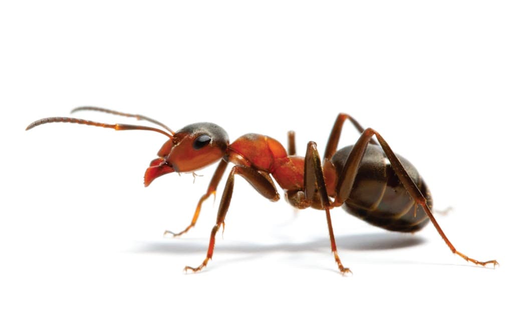 Bundilla Pest Control