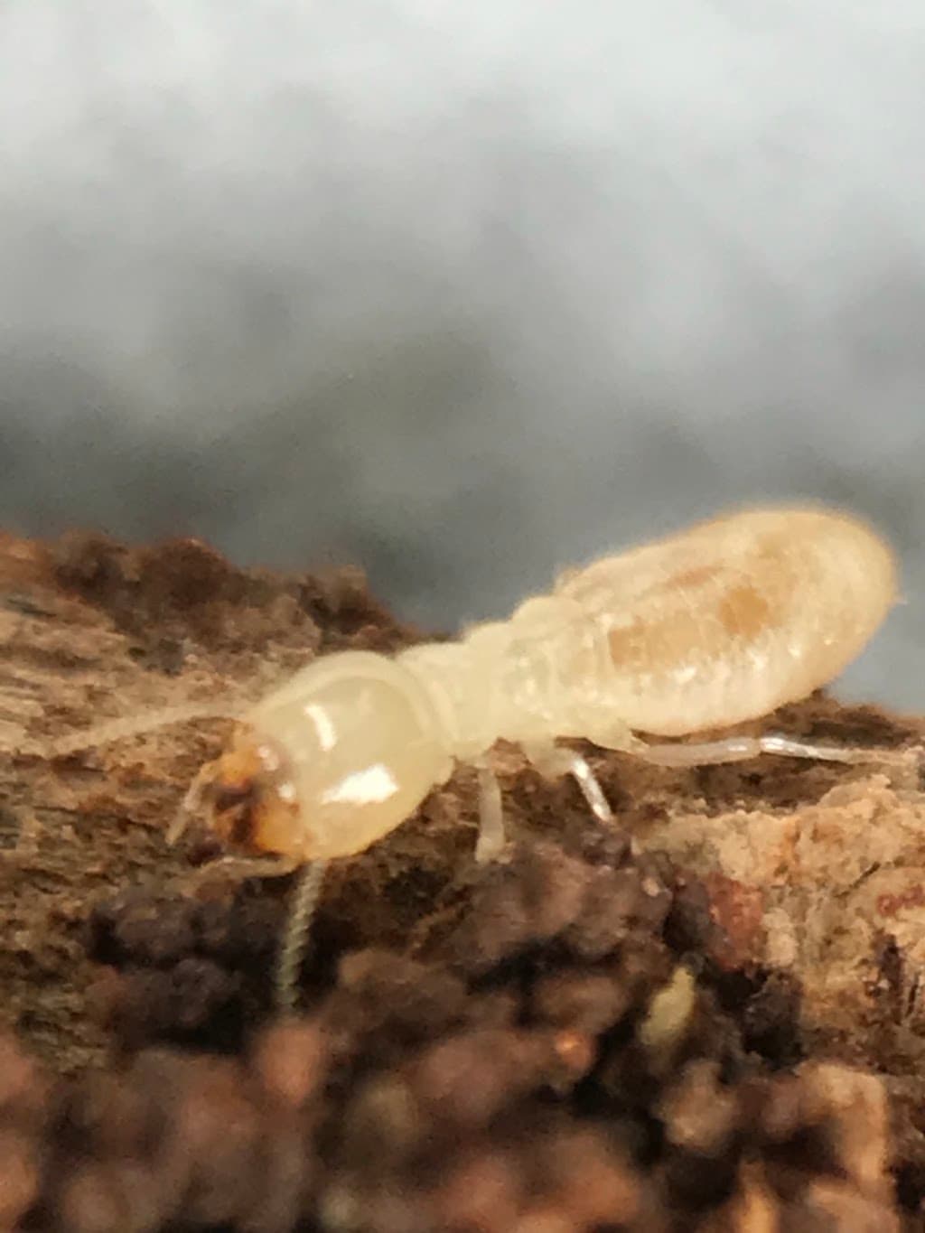 Jim’s Termite & Pest Control Canberra
