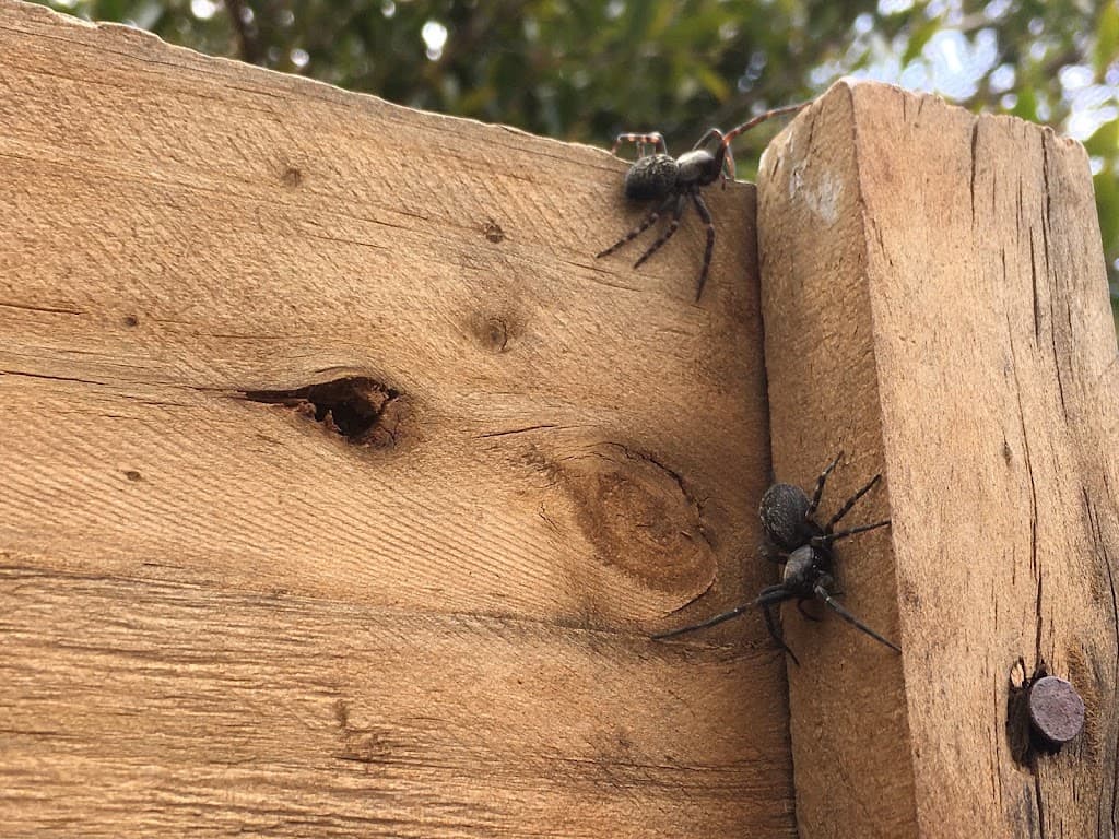 Mr Pest Controller Melbourne