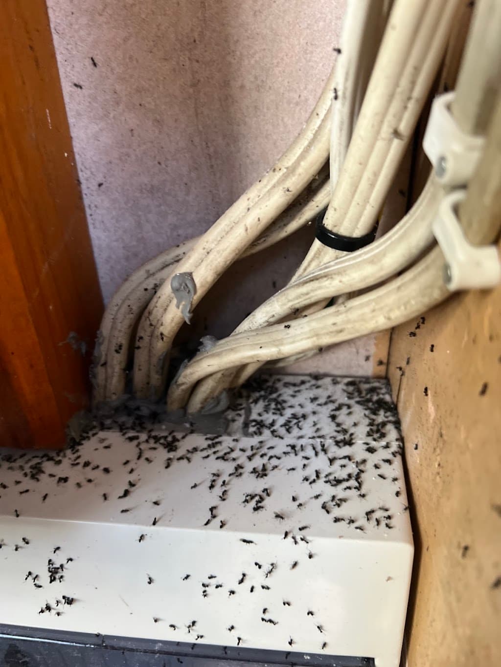 Essential Pest Solutions - Pest Control Geelong