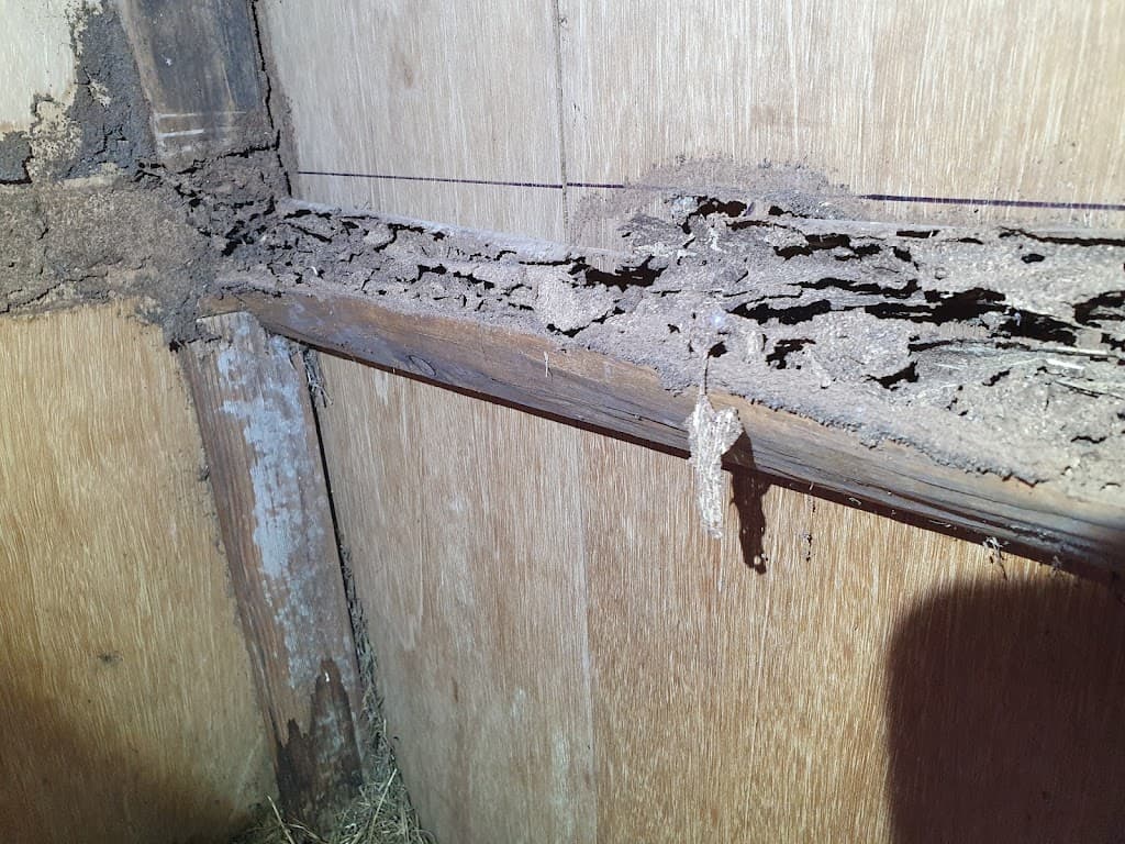 Gold Coast Pest Inspector