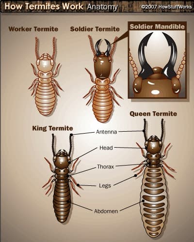 The Pestman QLD