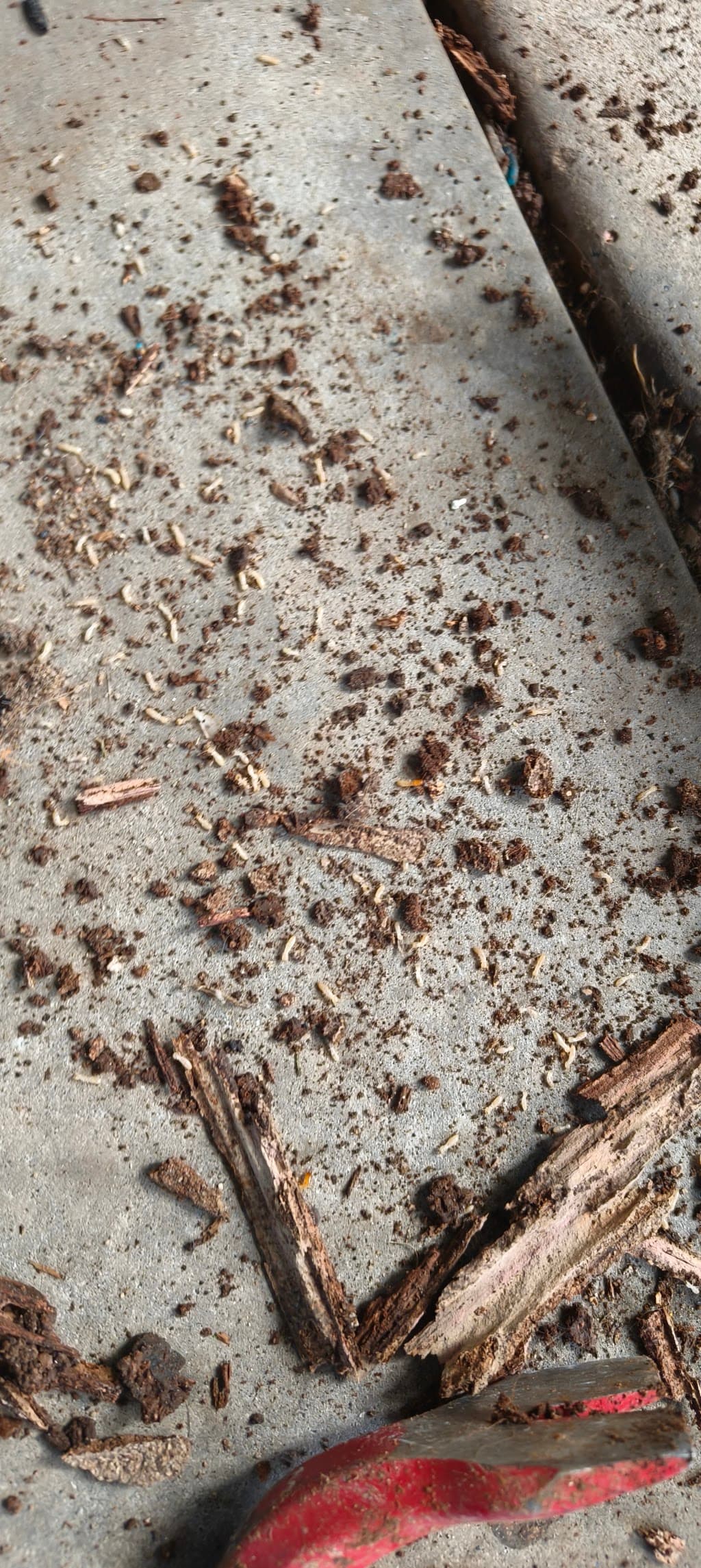 Pest Free Adelaide (Pest Control)