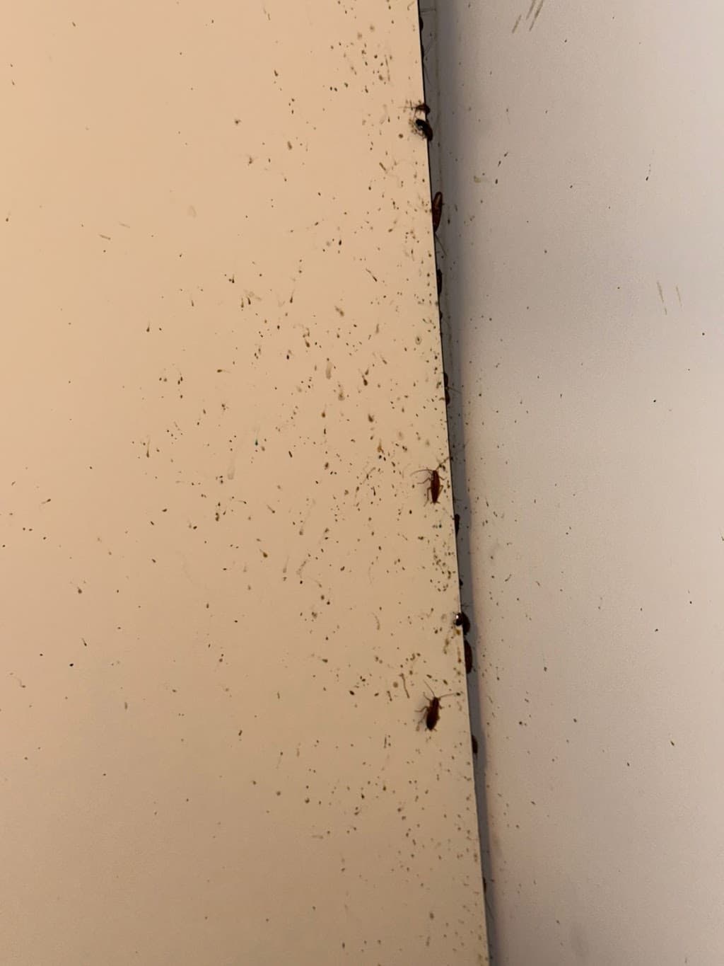 Wollongong Pest Control