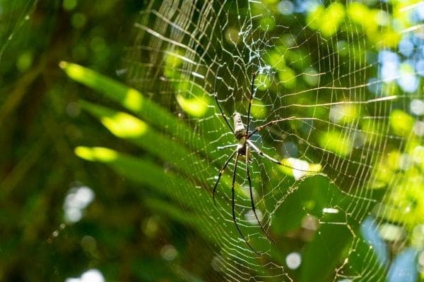 Swat Pest Management Services (TAS) Pty Ltd