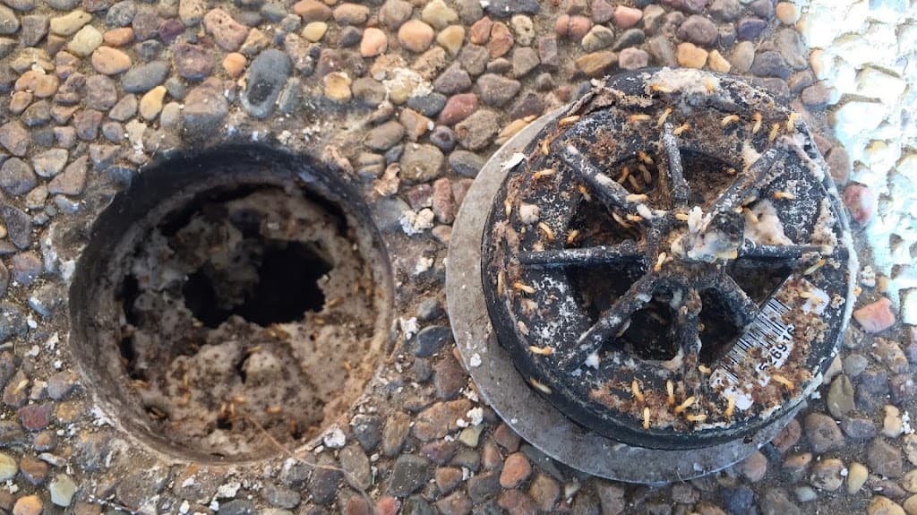 Newcastle Kill A Pest - Pest Control & Termite Inspections
