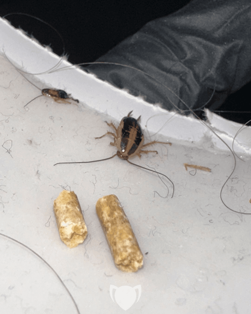 Eviktus Pest Control