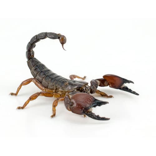Scorpion Pest Management Pty Ltd