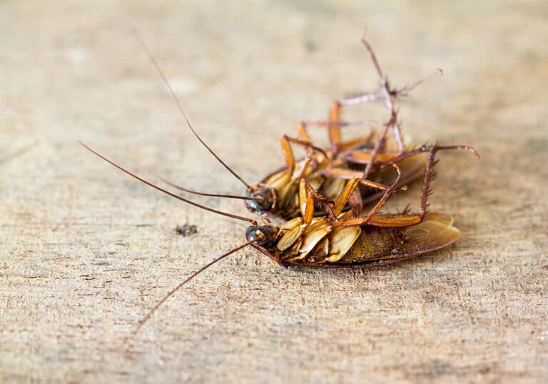 Statewide Pest Solutions And Bird Netting