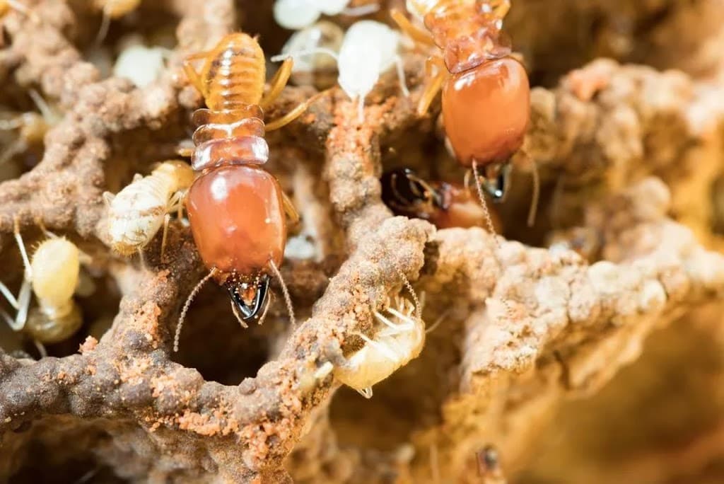 Termites Gone