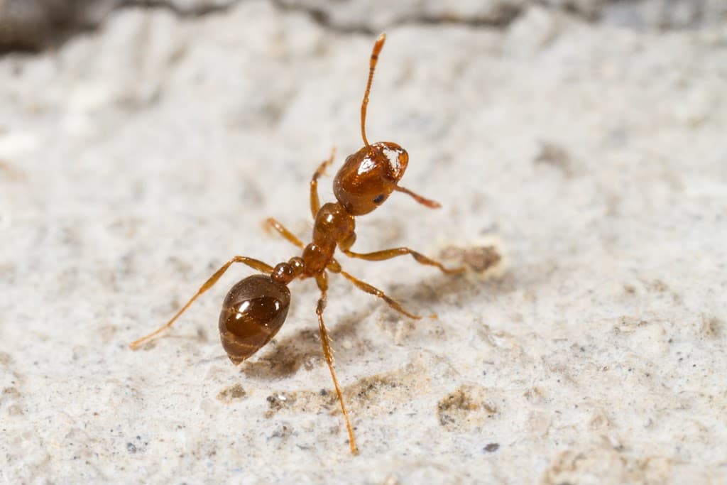 Gold Coast Pest Services