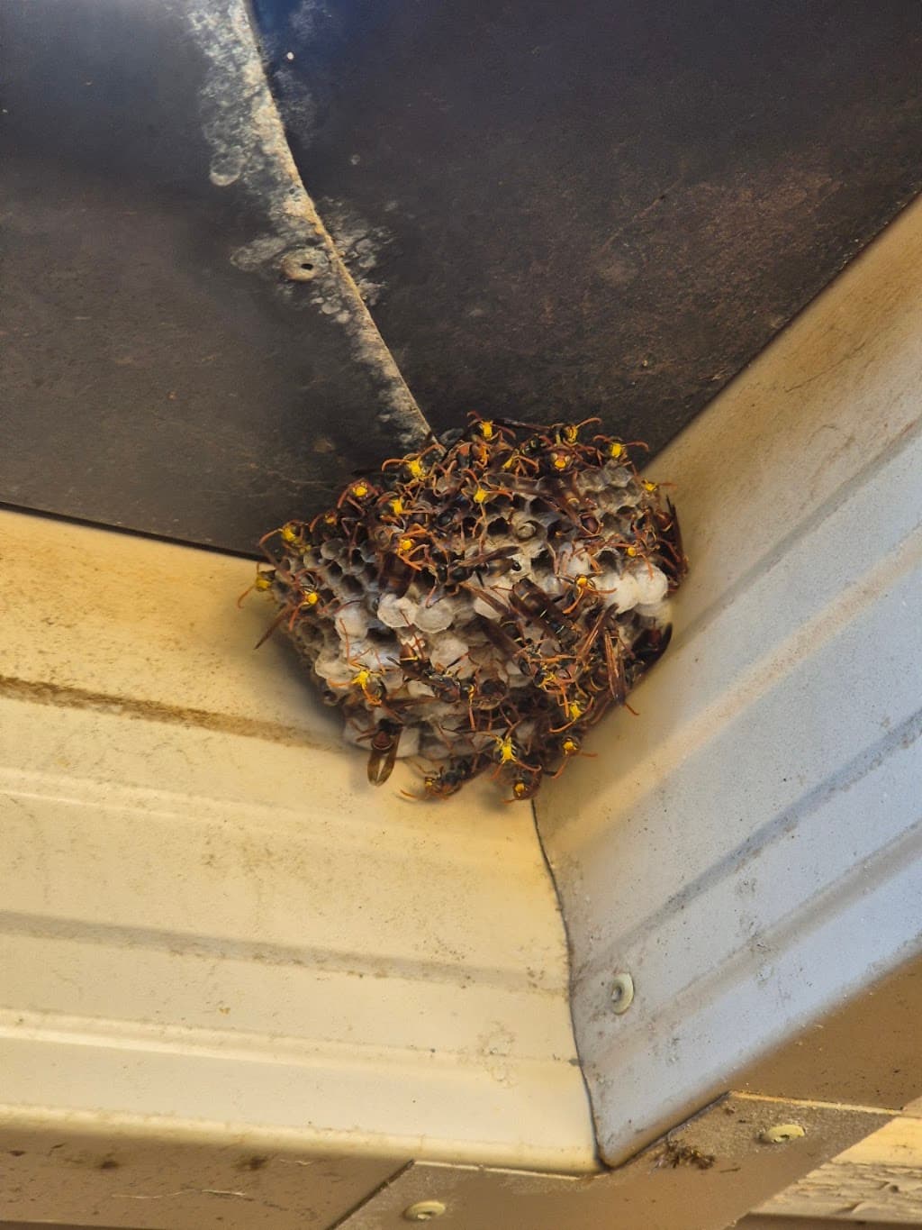 Eagle Eye Pest Control - Adelaide
