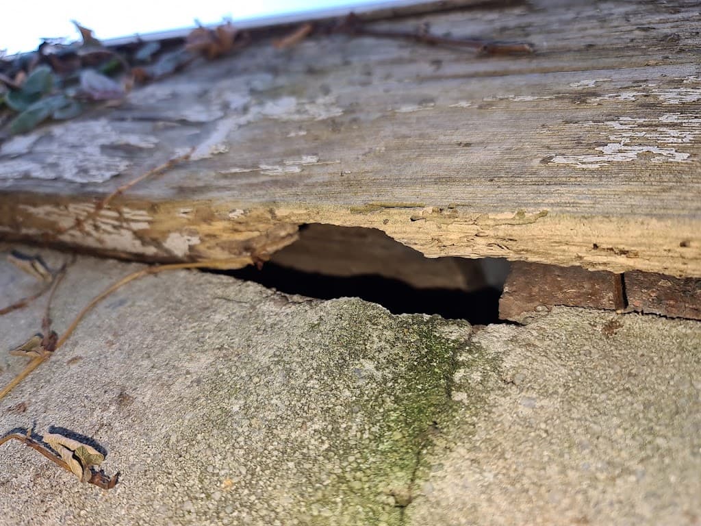 Zeropest Australia