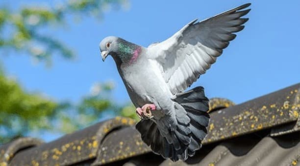 Specific Bird Control