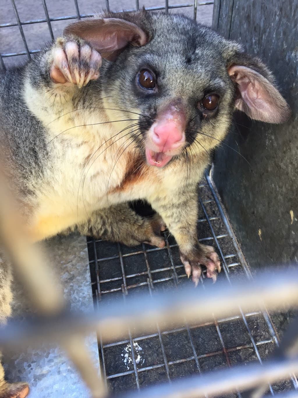 24 Hour Pest Control Sydney - Reliance Pest Management