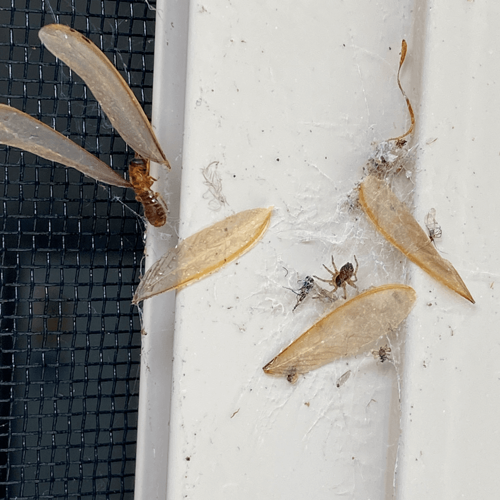 Newcastle Pest Control