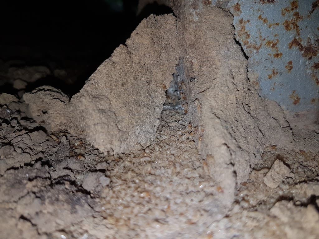 Little Critters Pest Control & Termite Management Specialists