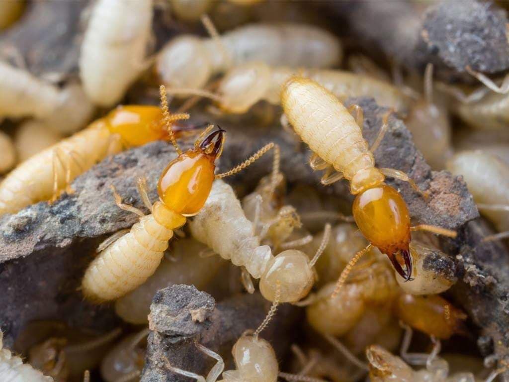 Pest-SA Pest Control