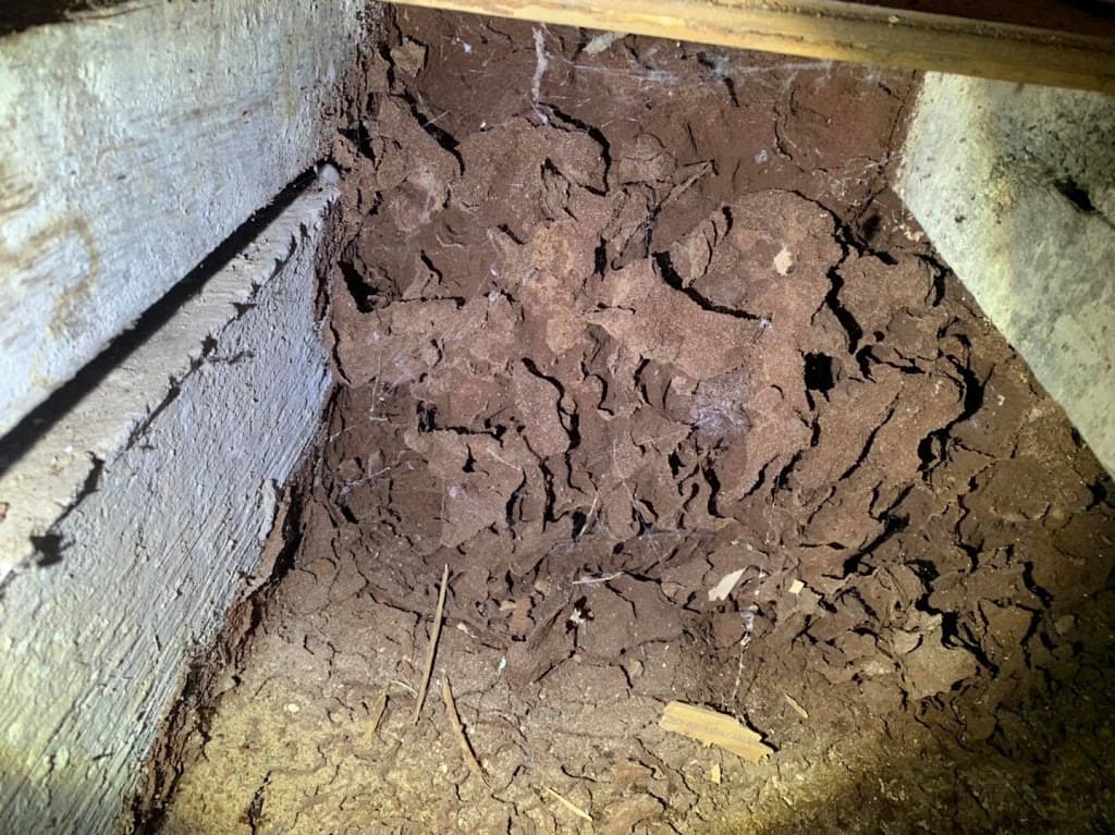 Precision Pest Control Adelaide SA | Termite & House Inspection Adelaide