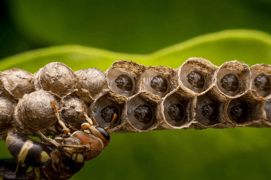 All Pest Control Cairns