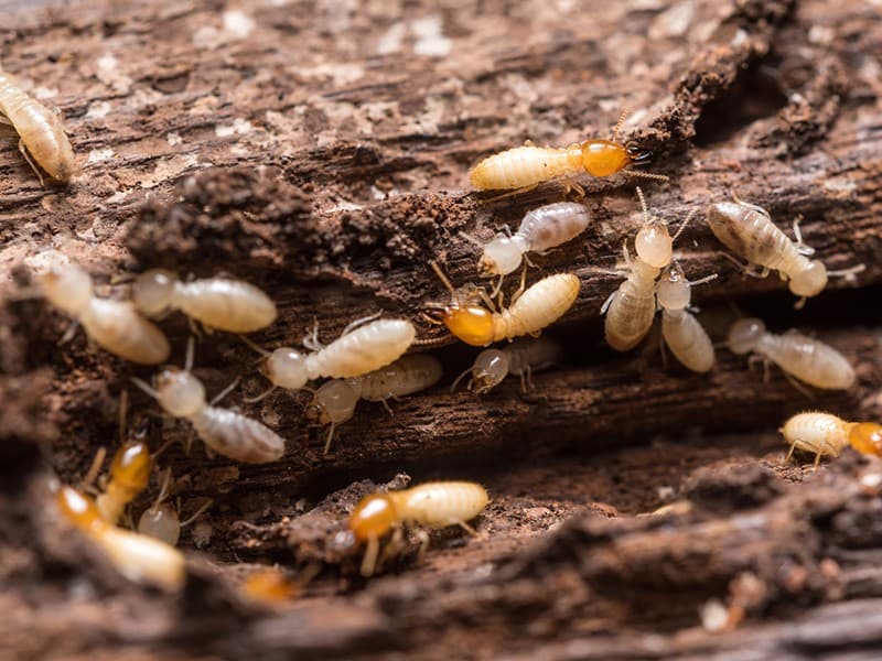 Safe House Pest Control, Gold Coast & Tweed