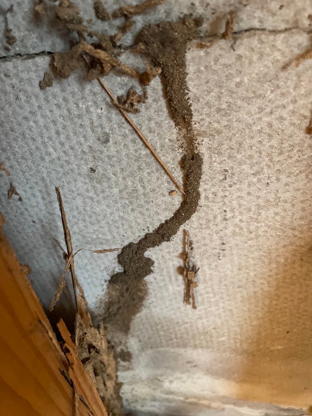Termite Solutions Melbourne
