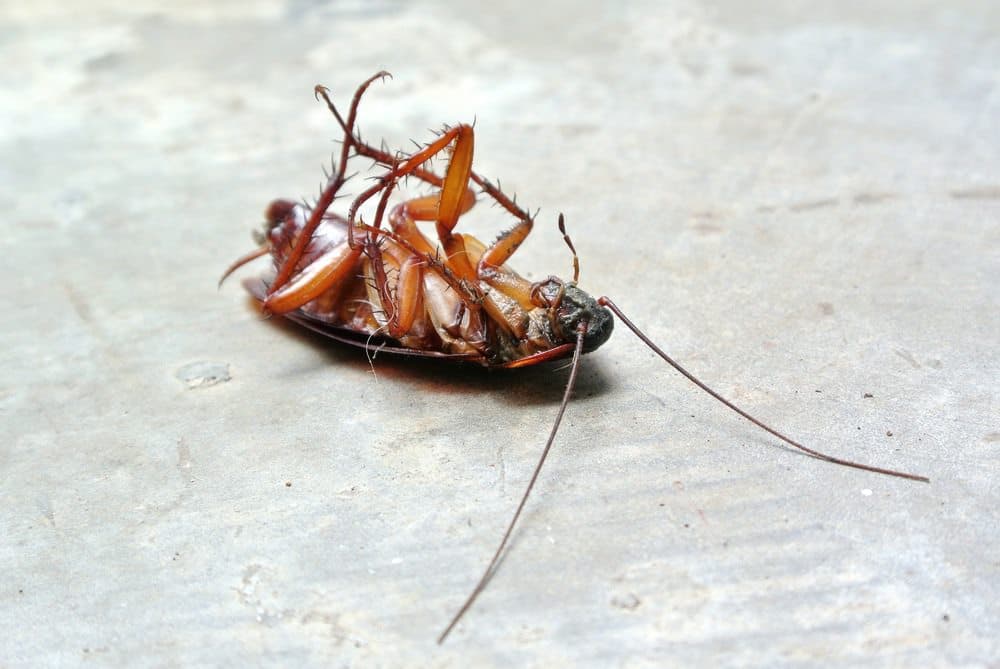 Border Pest Control
