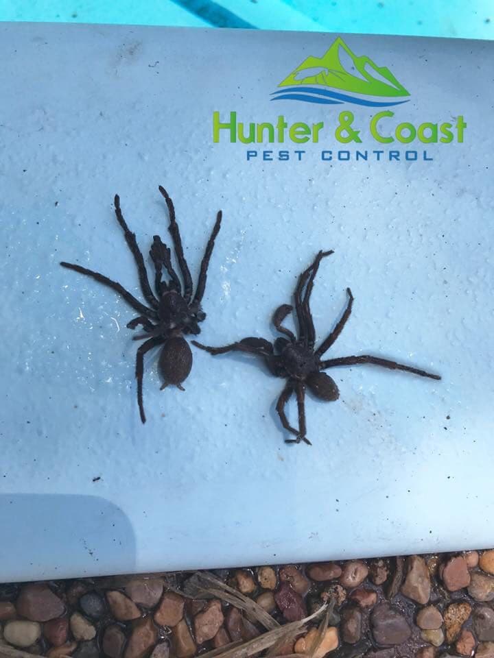 Hunter and Coast Pest & Handyman Services