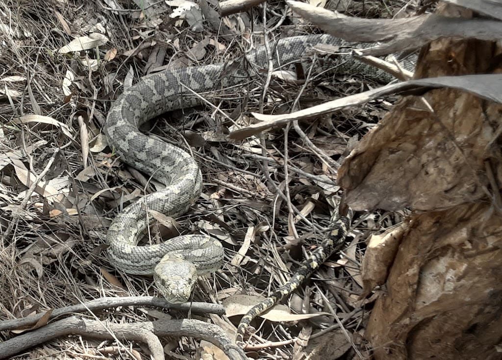 CQ Snake Catchers