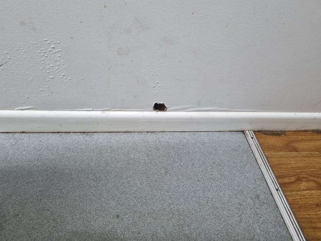 Pioneer Pest Mackay