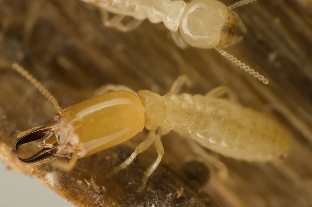 Murray Pest Control - Adelaide