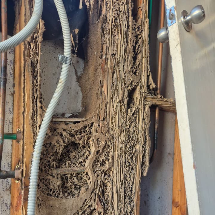 Flick Pest Control Newcastle