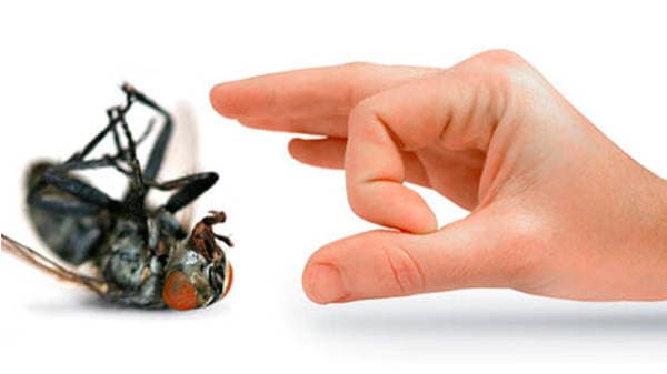 Australian Pest Control Services