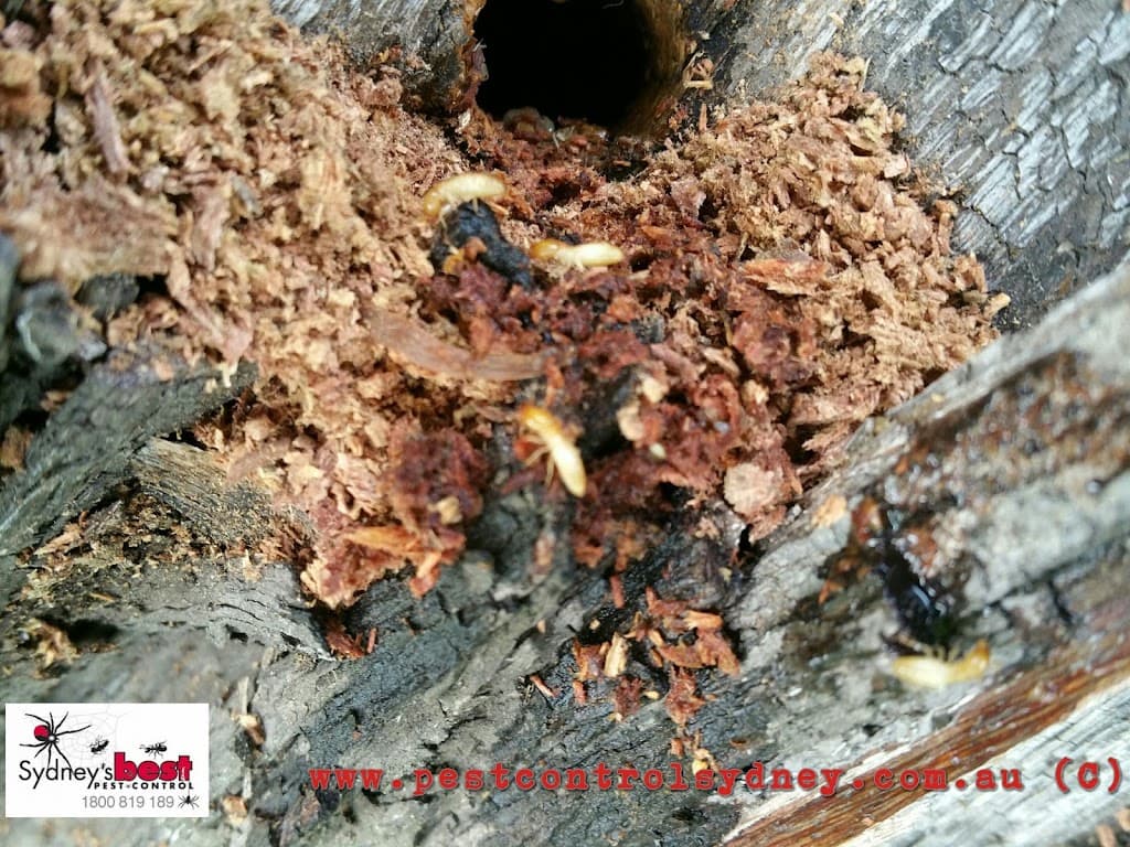 Pest Control Sydney NSW