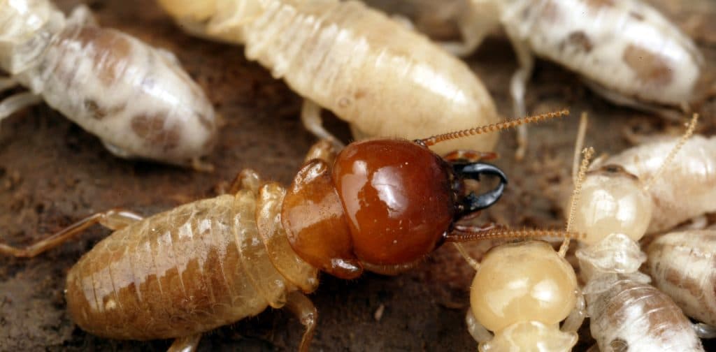 Newcastle Pest Exterminators
