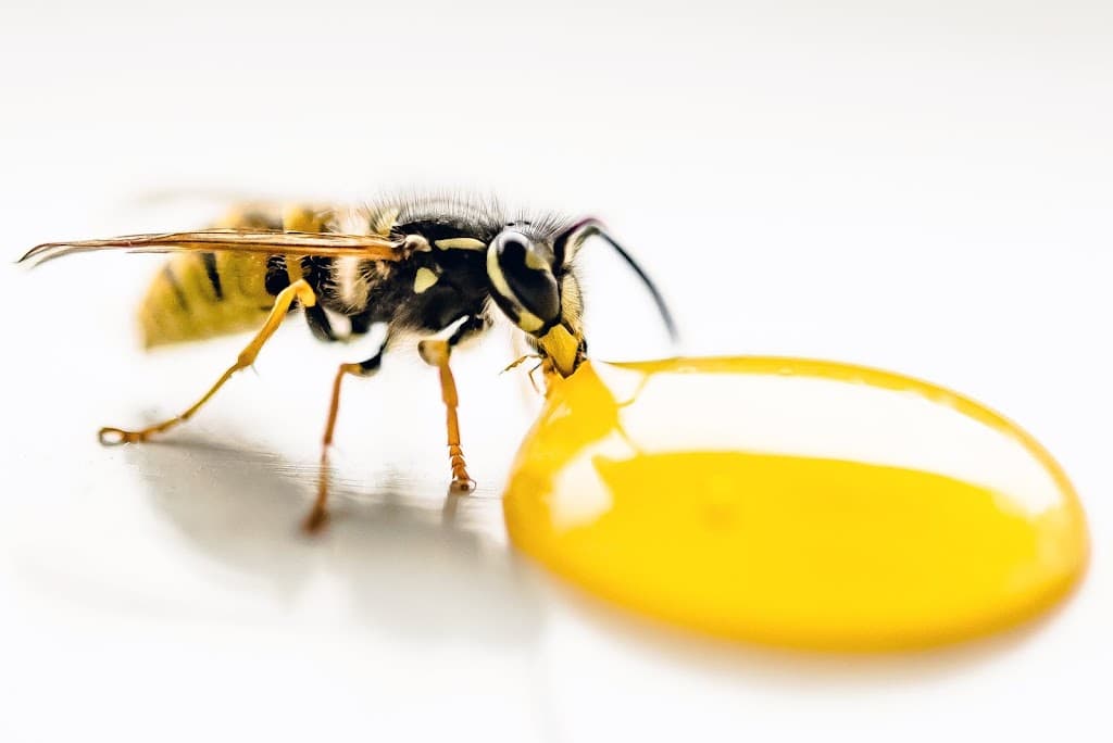 ACT Pest Control