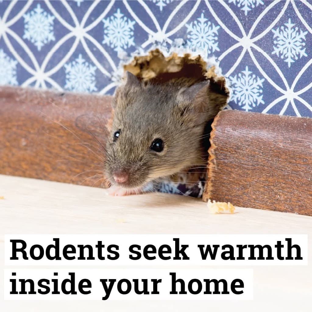 Southern & Beyond Pest Control Bendigo