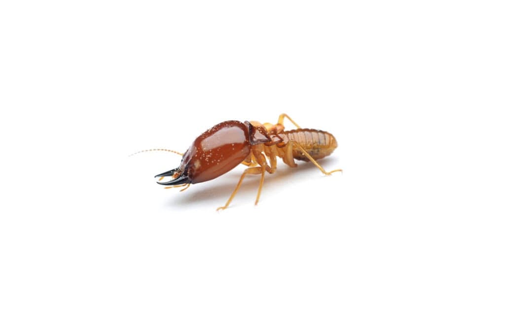 VIP Pest Control Bendigo