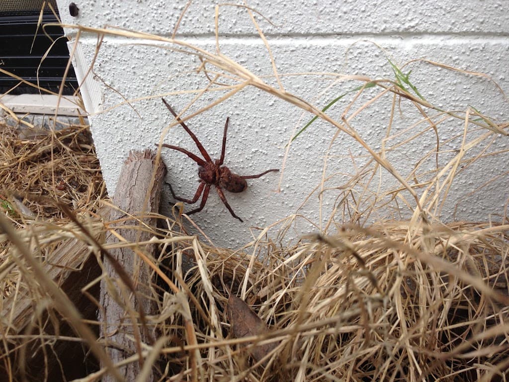 All Pest Qld