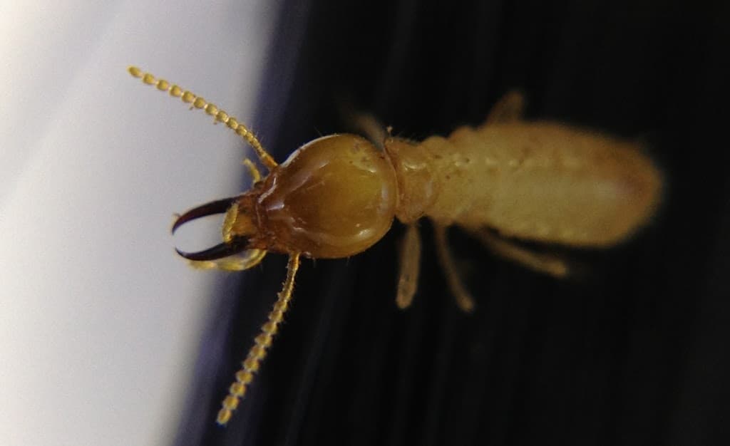 Specialist Termite Control